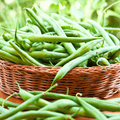 Blue Lake Bean (Pole) – 50 Seeds