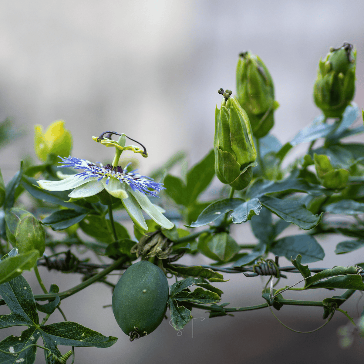 Blue Passionflower – 20 Seeds