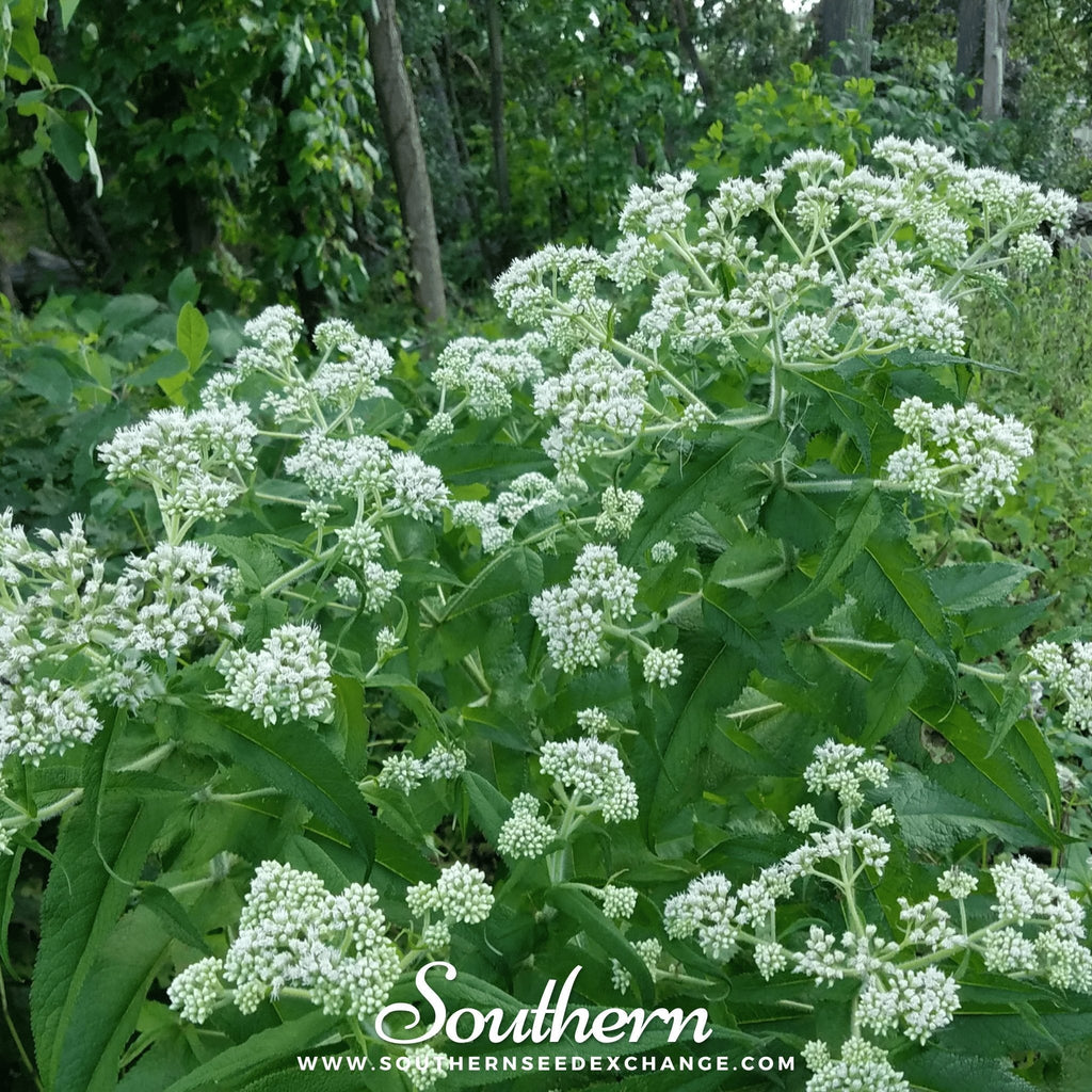 Boneset (Eupatorium) – 100 Seeds