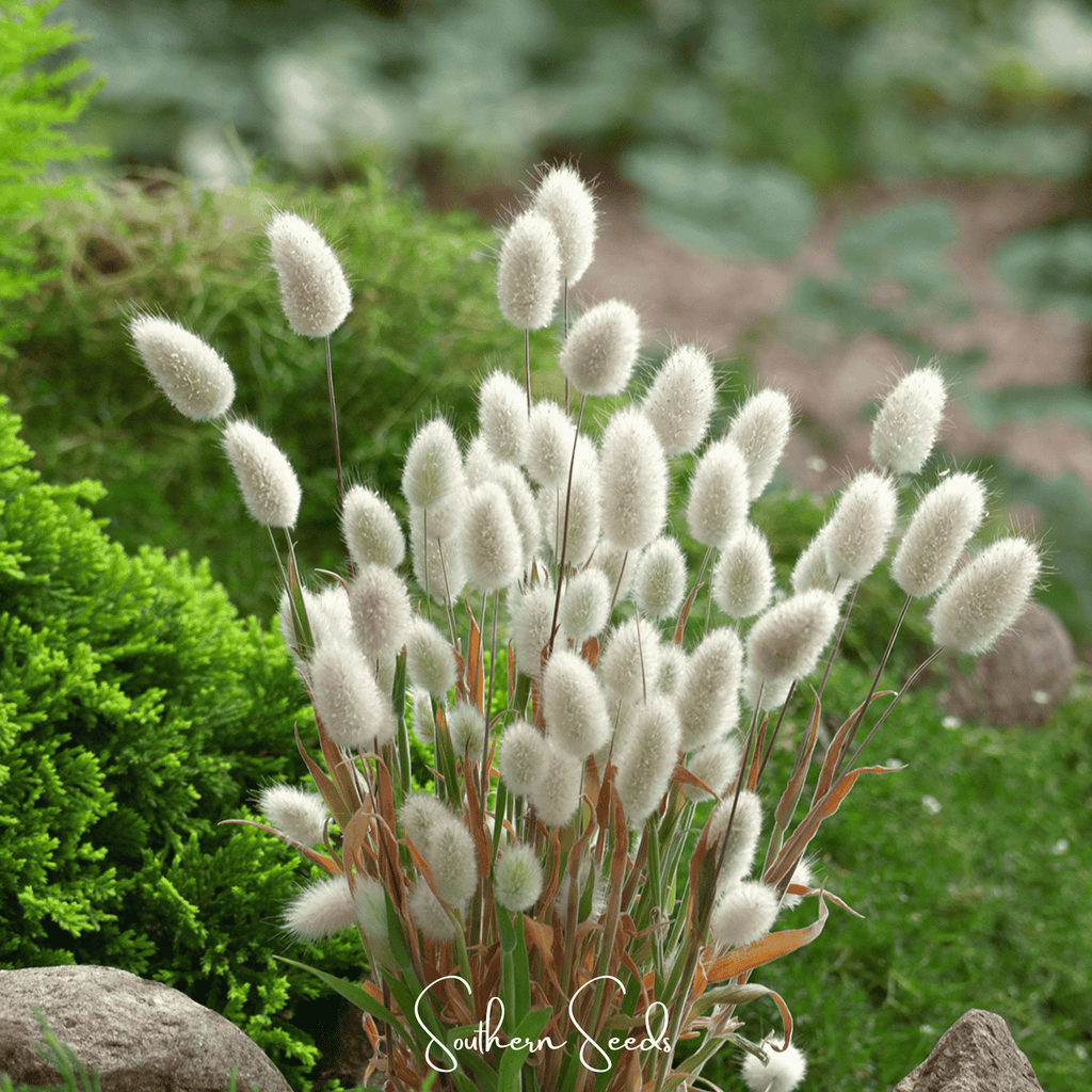 Bunny Tails – 50 Seeds