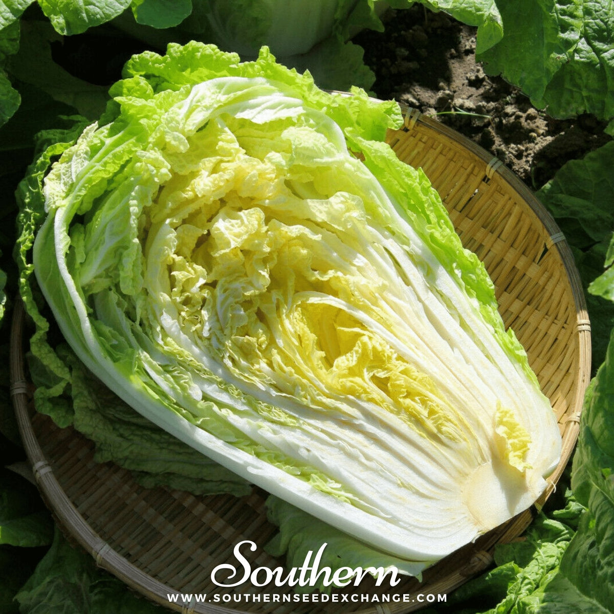 Napa Michihili Heading Cabbage – 100 Seeds