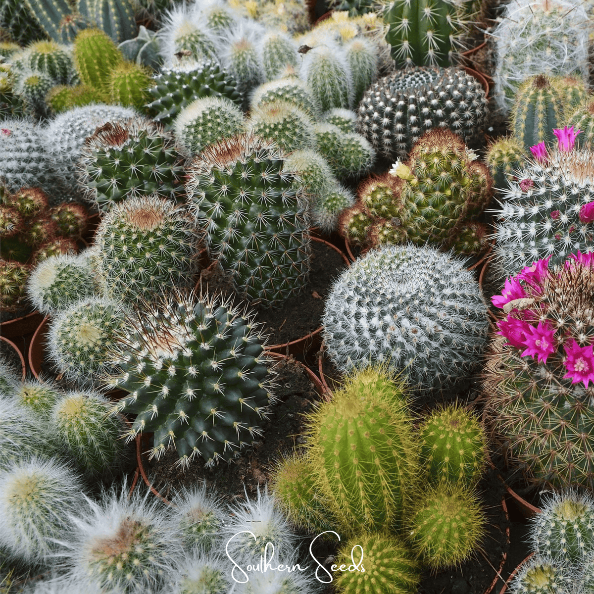 Cactus Mix – 30 Seeds