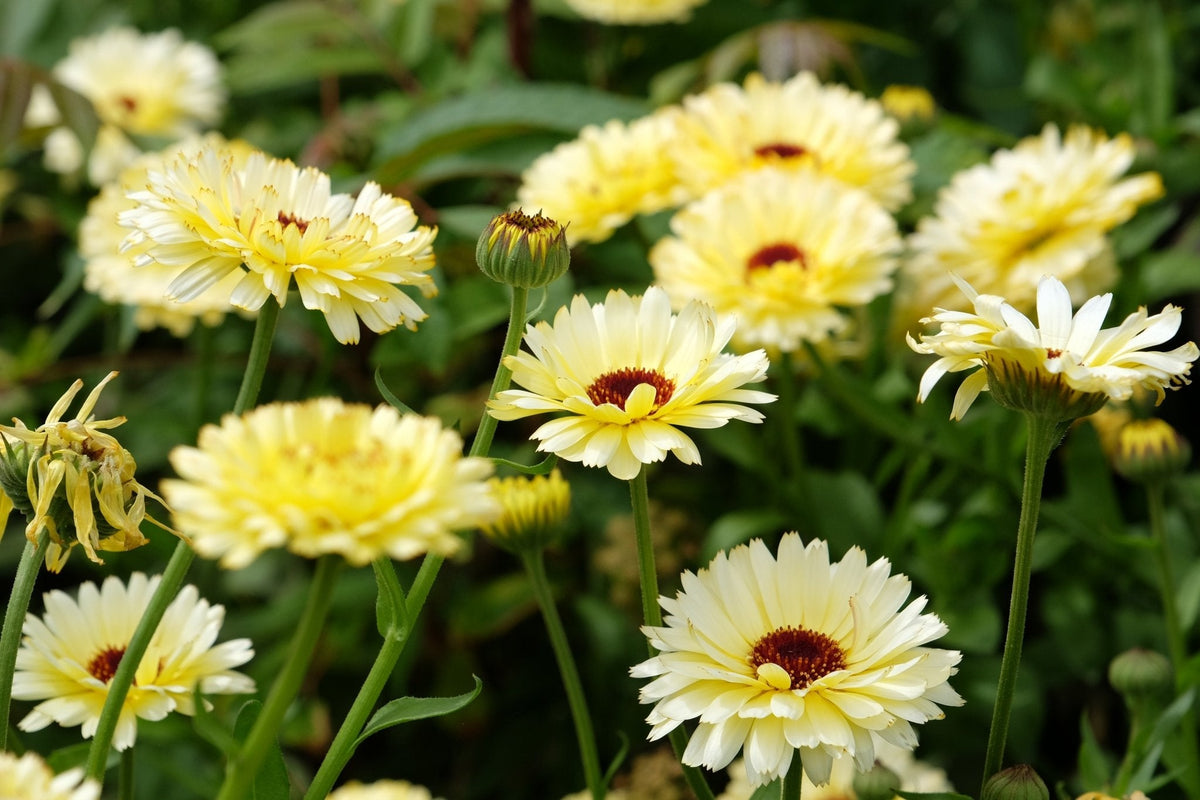 Ivory Princess Calendula – 50 Seeds