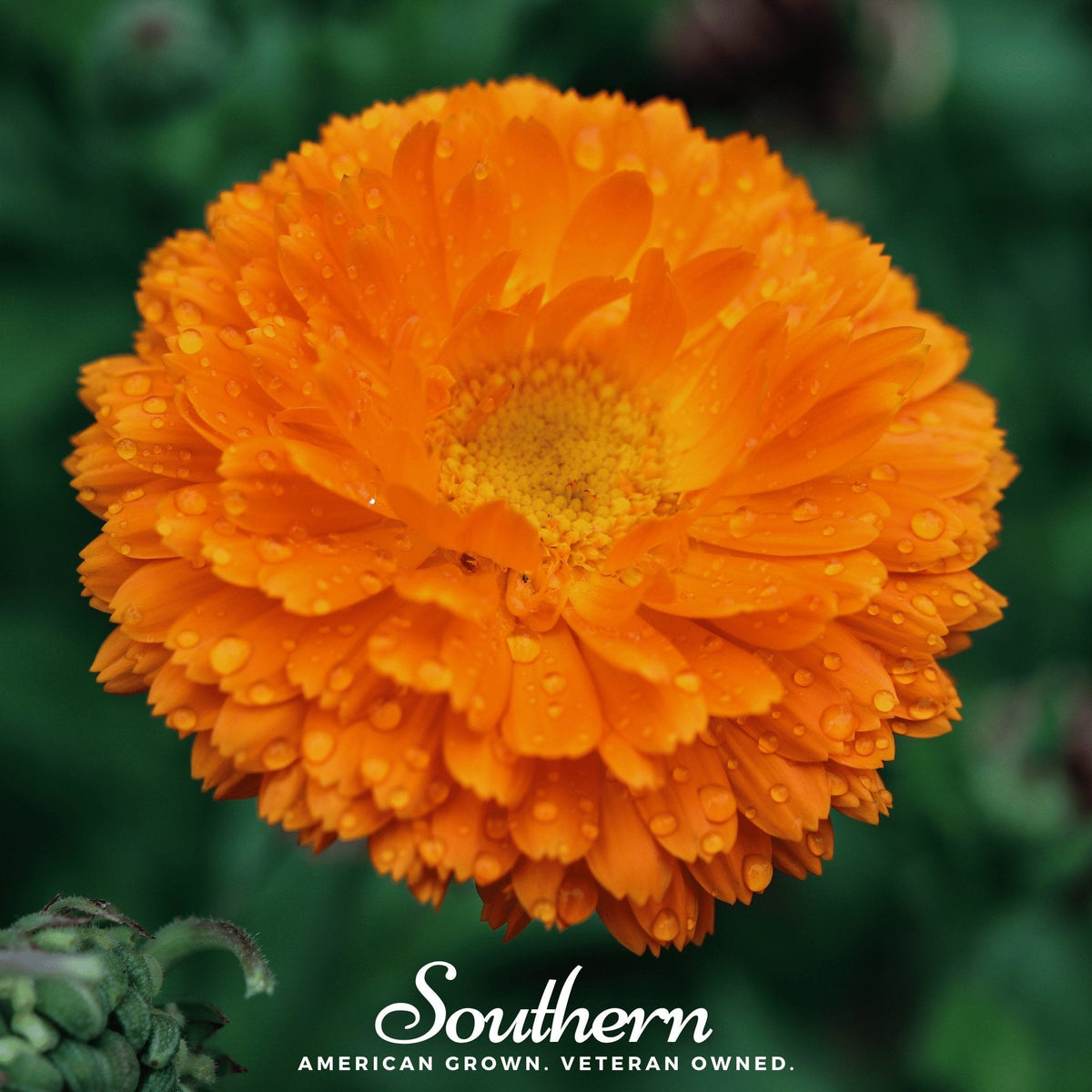 Orange King Calendula – 100 Seeds