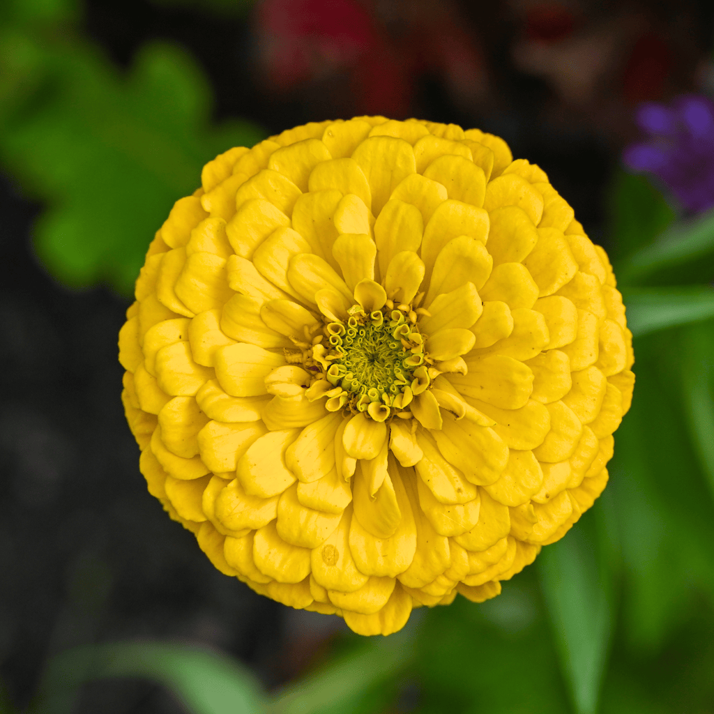 Canary Bird Zinnia – 100 Seeds