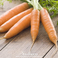 Little Finger Carrot – 250 Seeds