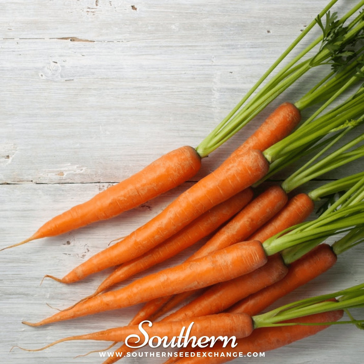 Tendersweet Carrot – 250 Seeds