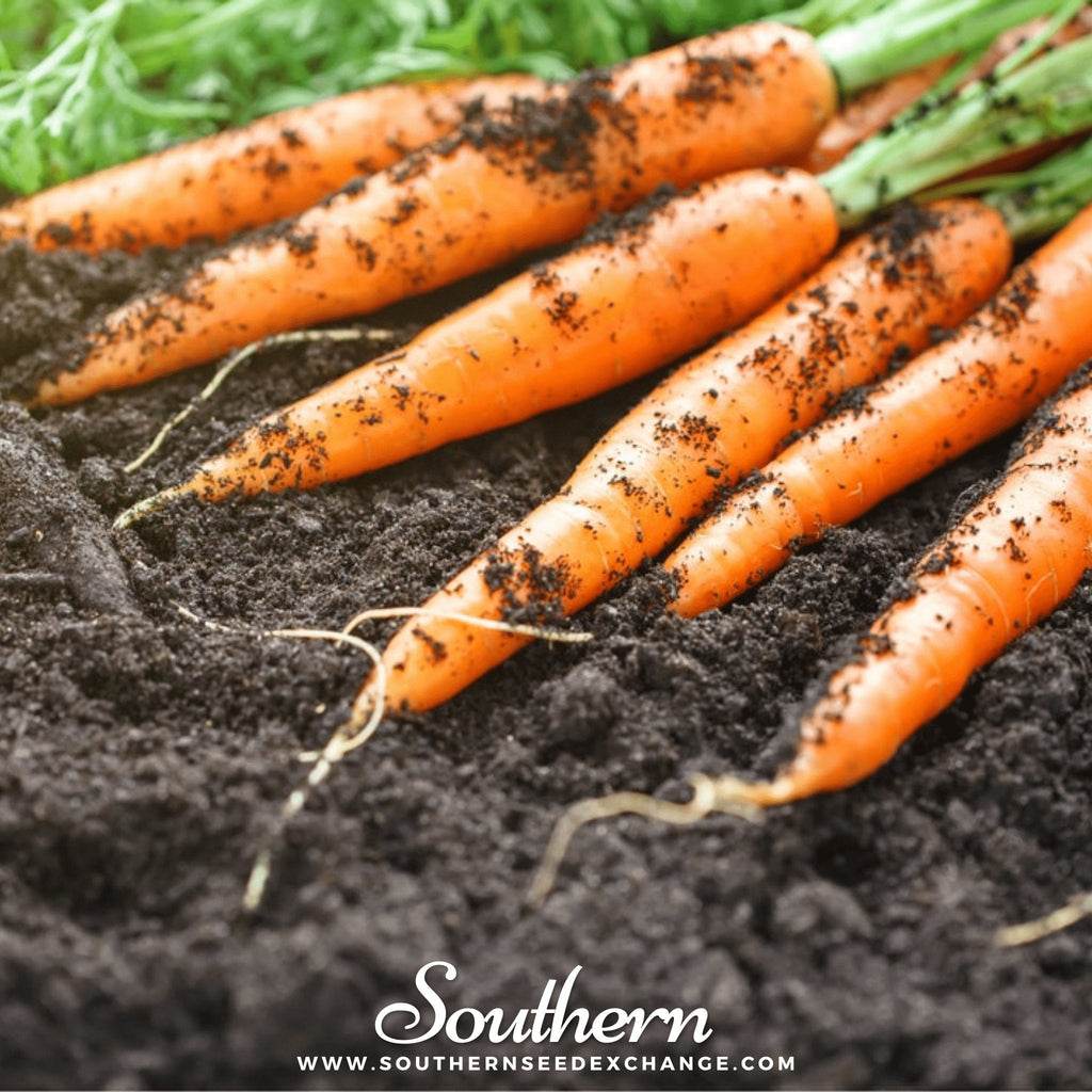 Tendersweet Carrot – 250 Seeds