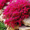 Cascade Red Rockcress – 50 Seeds