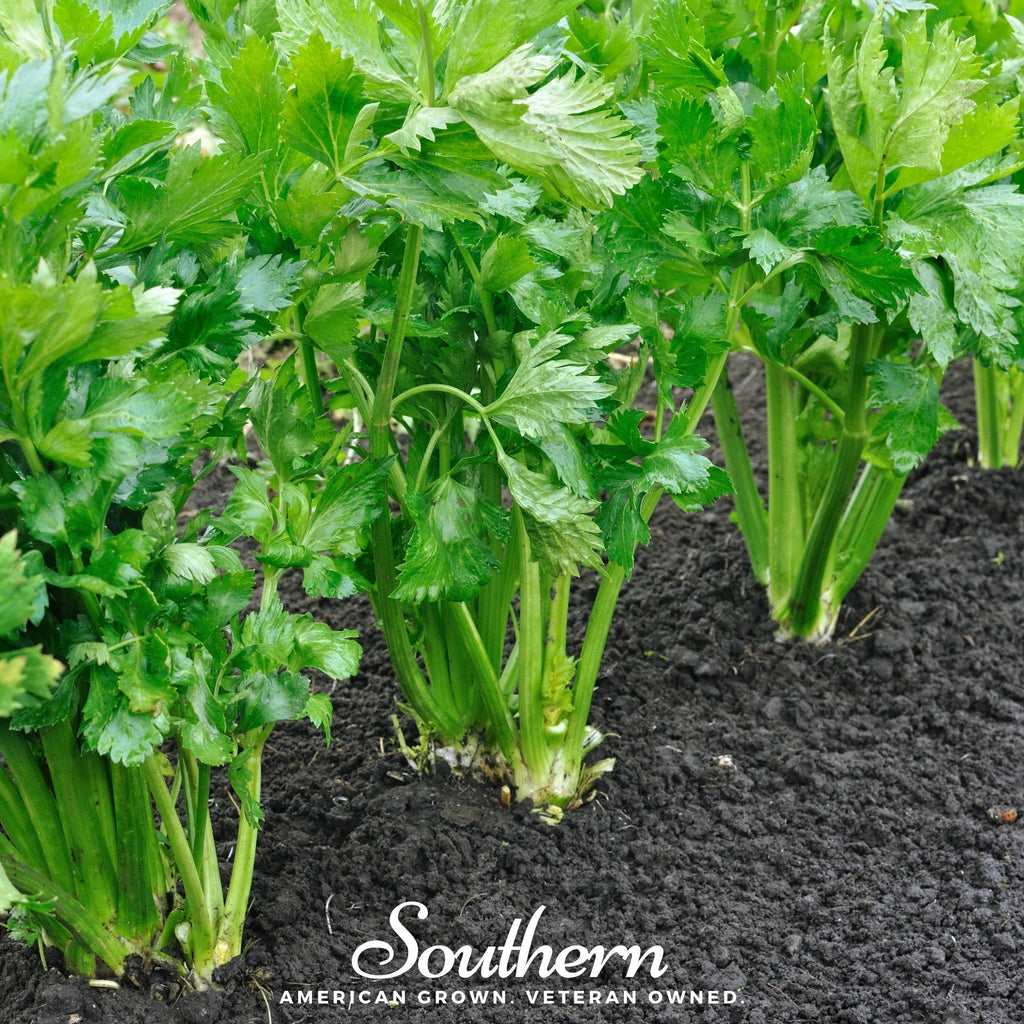 Tendercrisp Celery – 300 Seeds