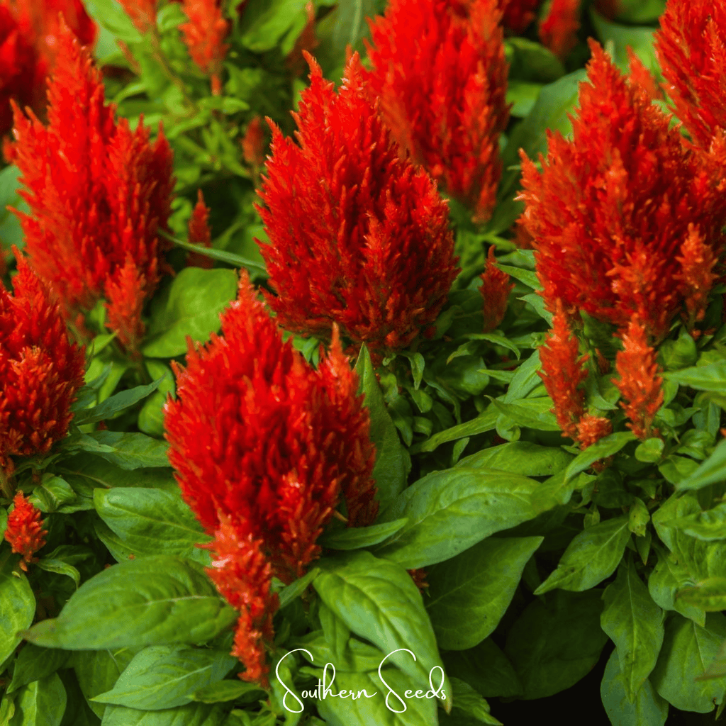 Scarlet Plume Celosia – 100 Seeds