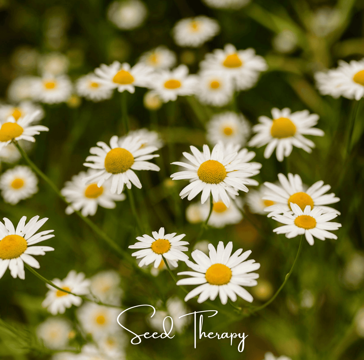 Roman Chamomile – 300 Seeds