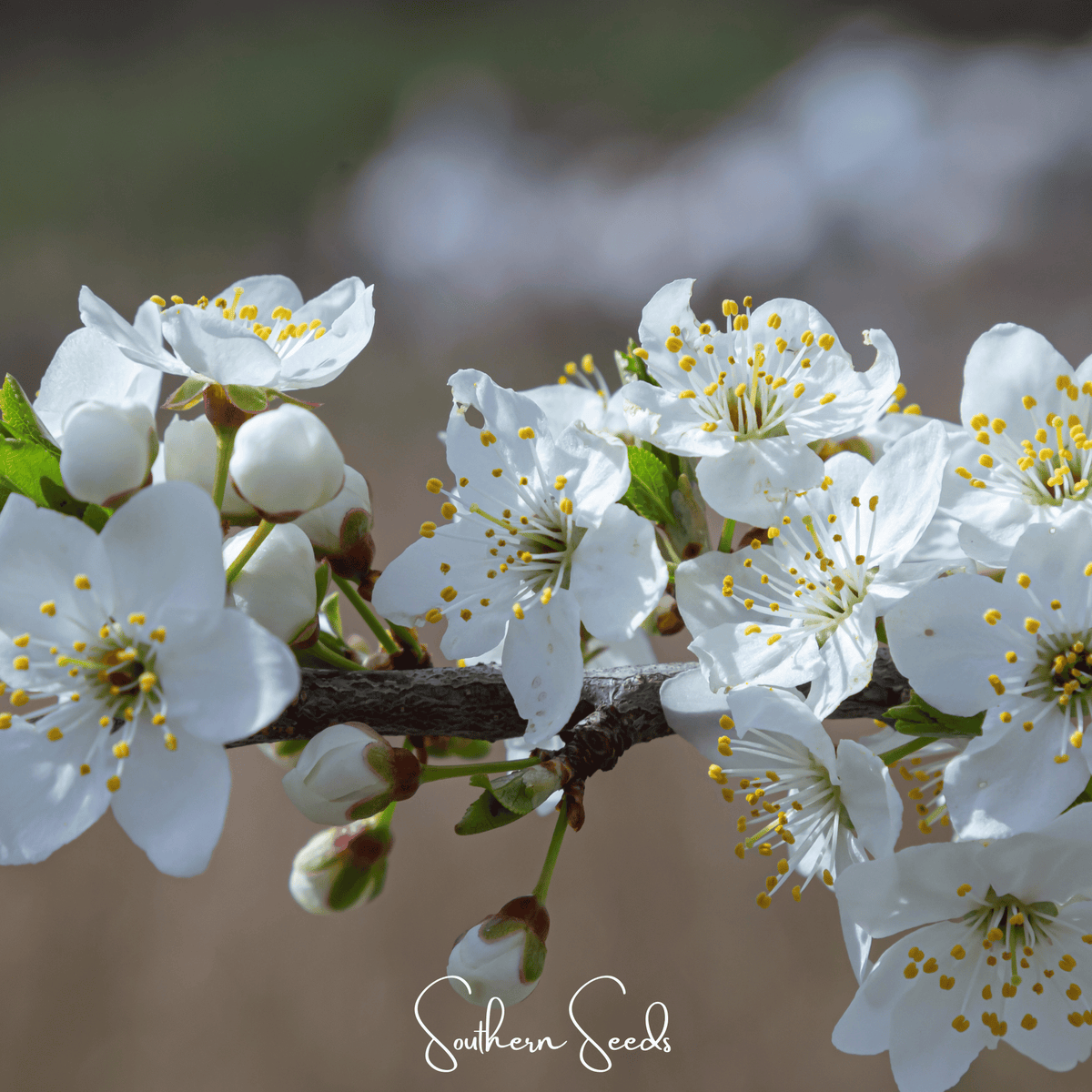 Cherry Plum – 5 Seeds