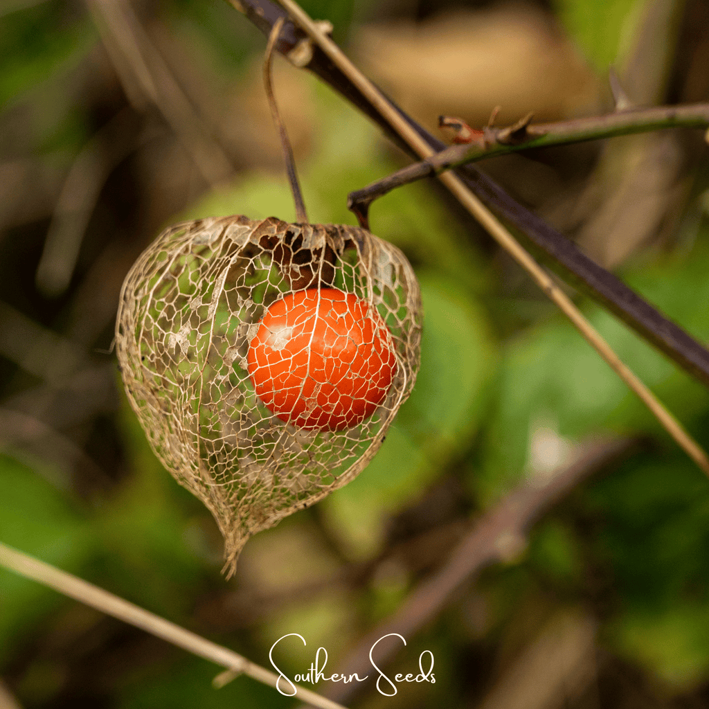 Chinese Lantern – 50 Seeds