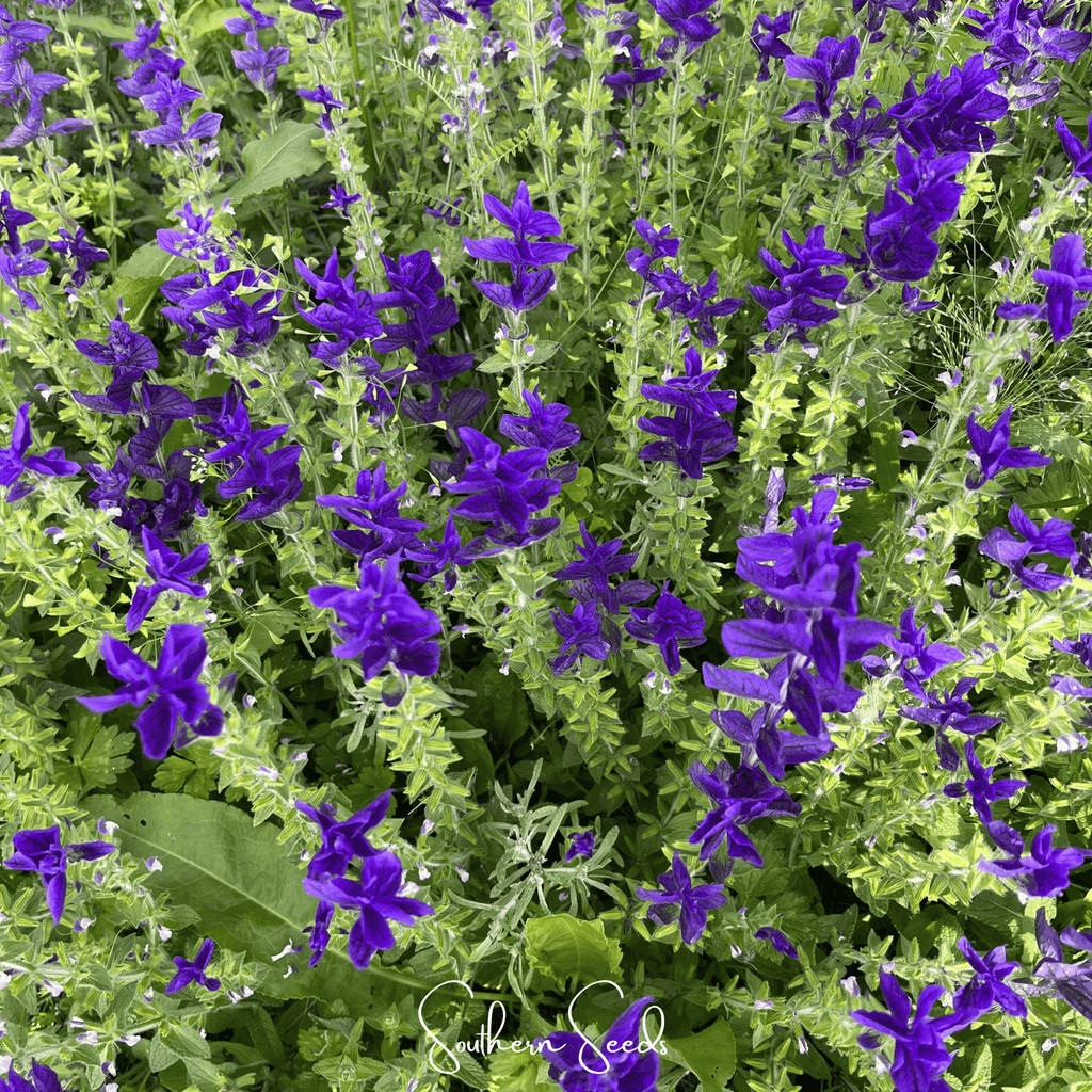 Blue Monday Clary Sage – 50 Seeds