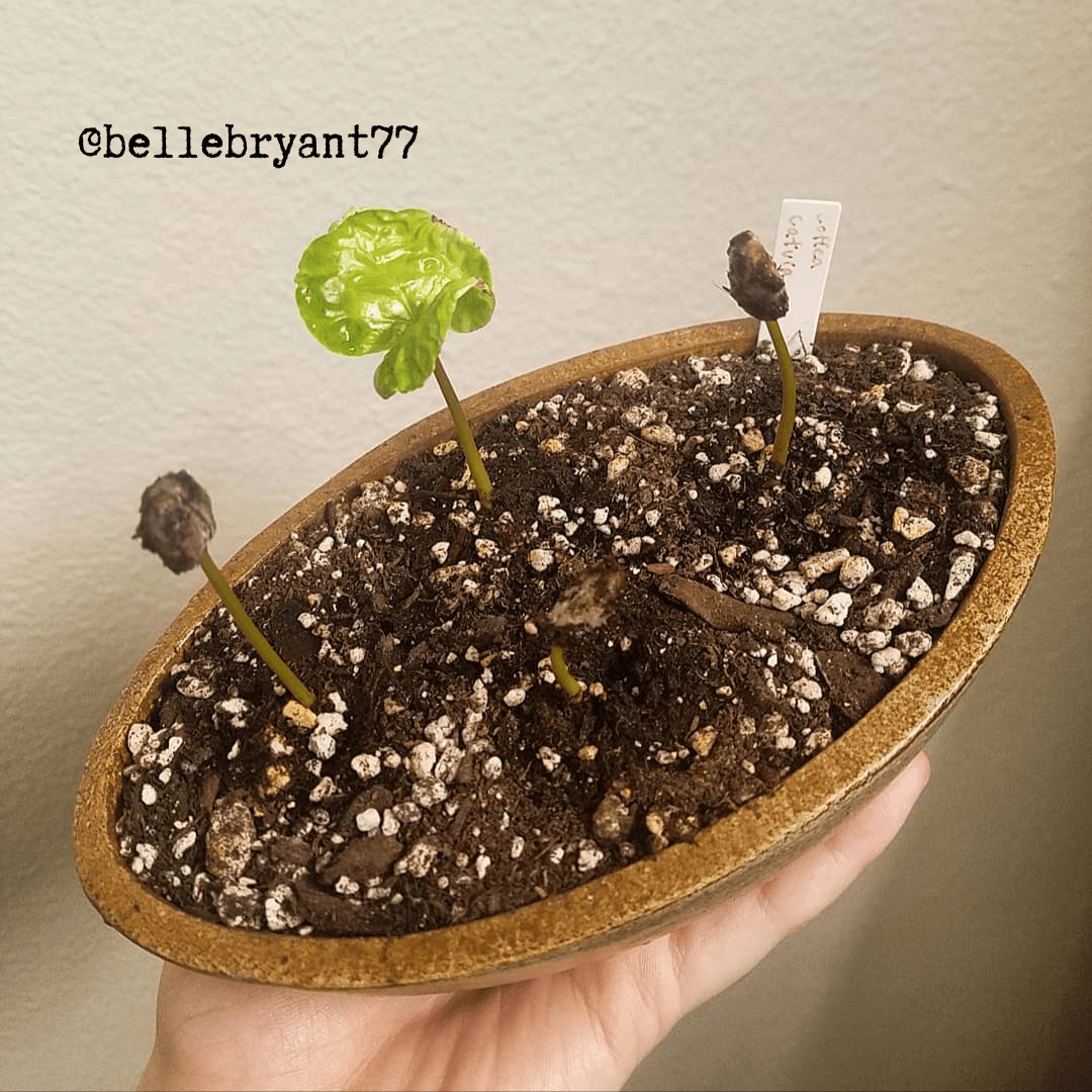 Coffea 'Coffee Plant' Seeds