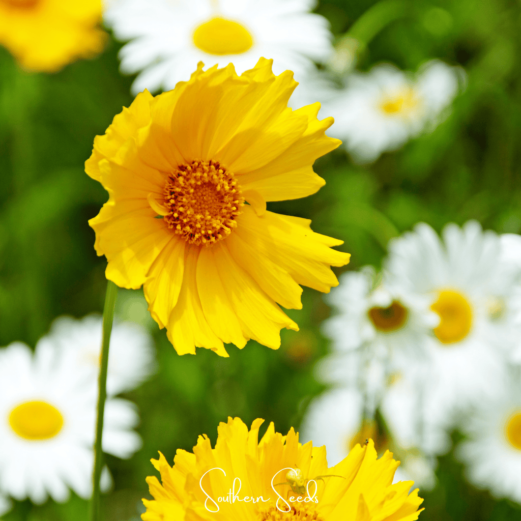 Lance Leaf Coreopsis – 100 Seeds