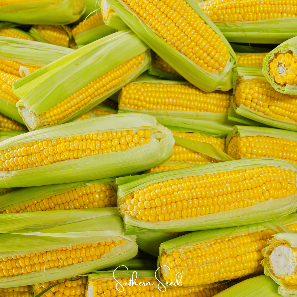 Kandy Korn Corn – 30 Seeds