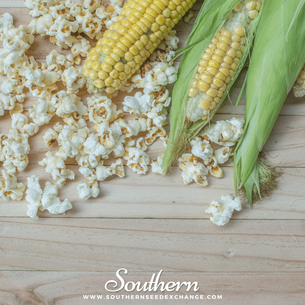 Popcorn Corn – 30 Seeds