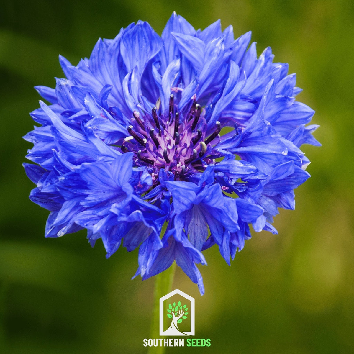 Cornflower Mix – 100 Seeds