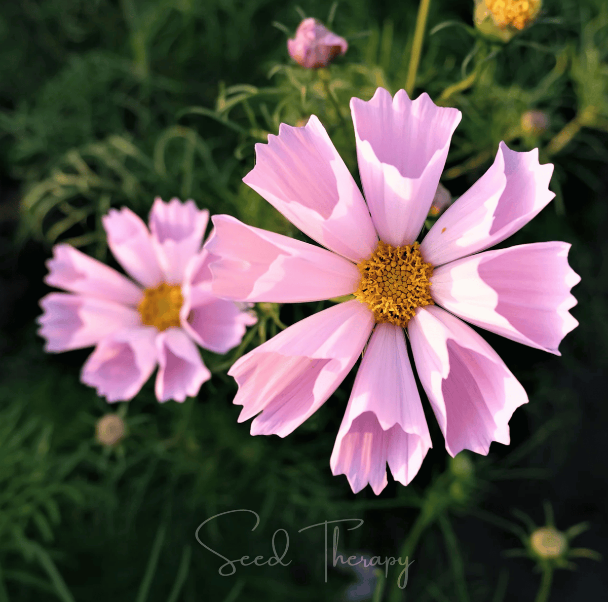 Sea Shells Cosmos – 100 Seeds