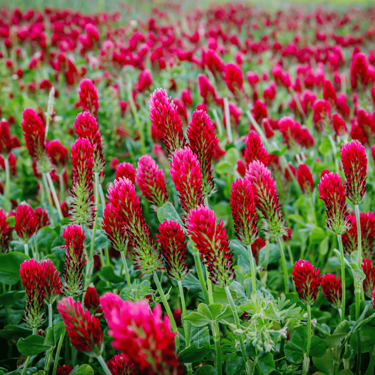 Crimson “Dixie” Clover – 1,000 Seeds