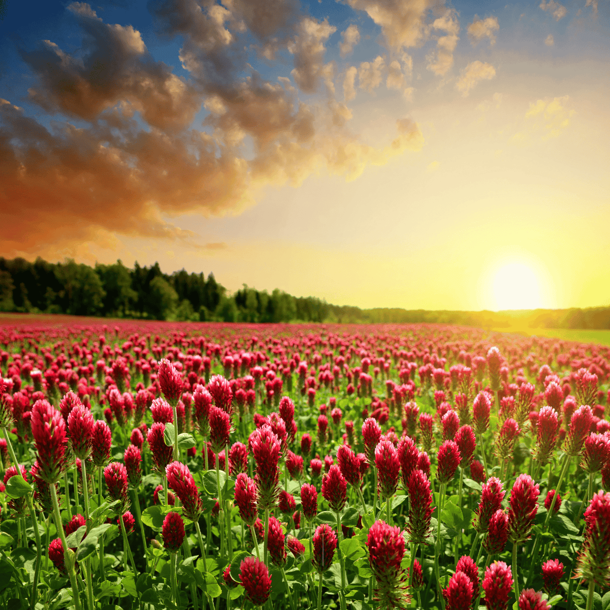 Crimson “Dixie” Clover – 1,000 Seeds