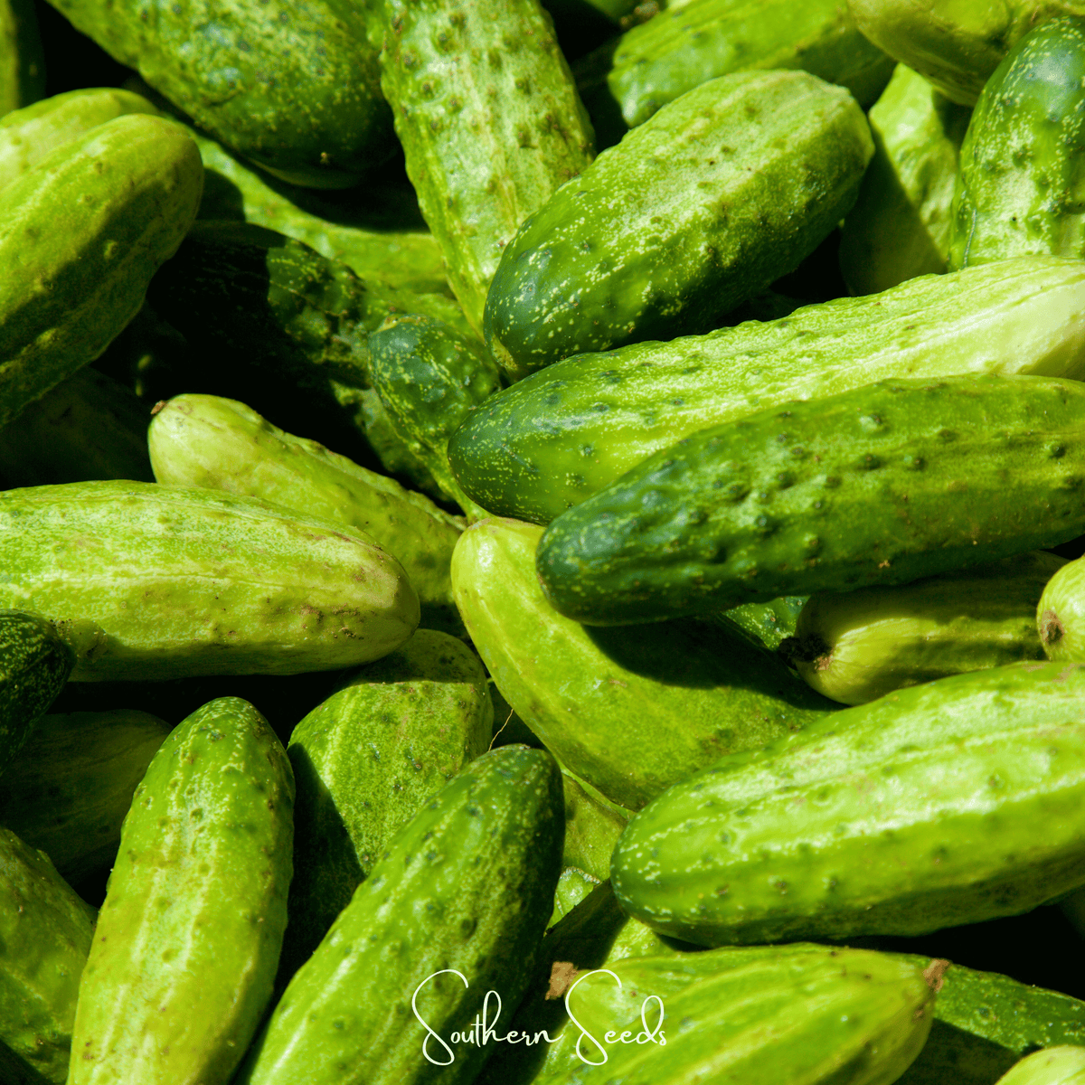 H-19 Little Leaf Cucumber – 30 Seeds