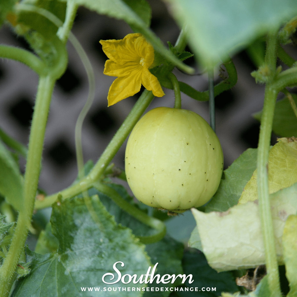 Lemon Cucumber – 30 Seeds