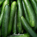 Straight 8 Cucumber – 30 Seeds
