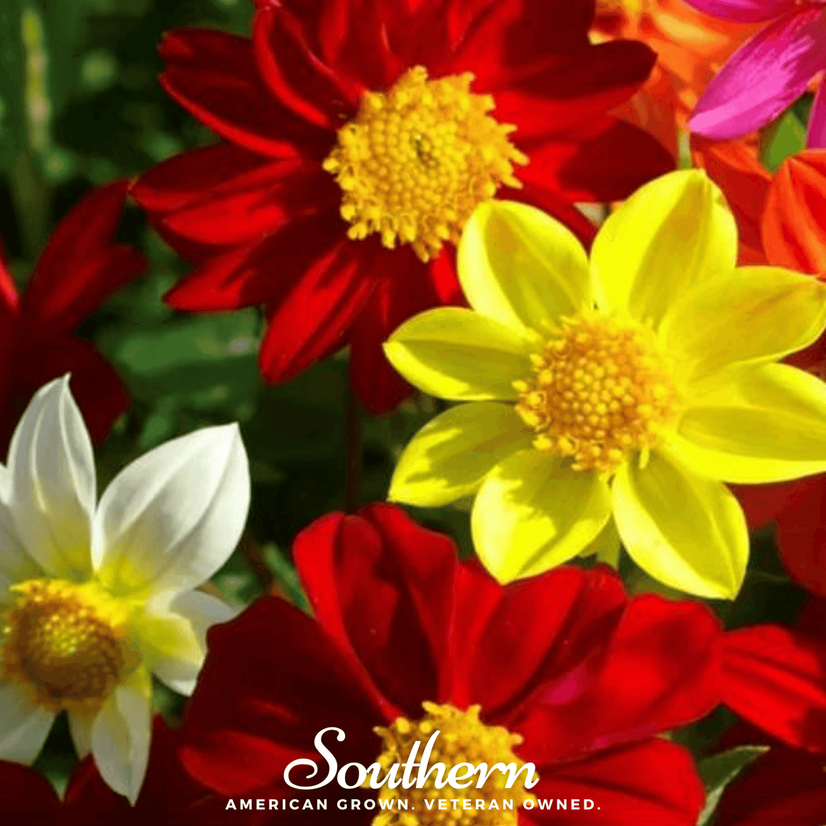 Mignon Dahlia Mix – 25 Seeds