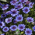 The Blues Blue Daisy – 50 Seeds