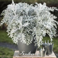 Dusty Miller Sivertown – 200 Seeds