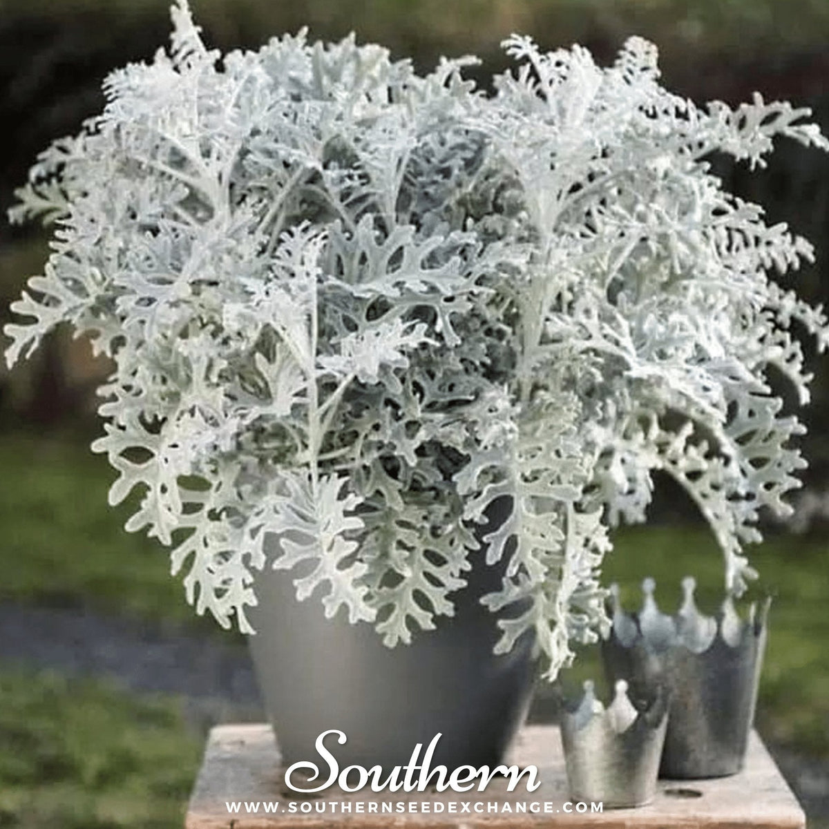 Dusty Miller Sivertown – 200 Seeds