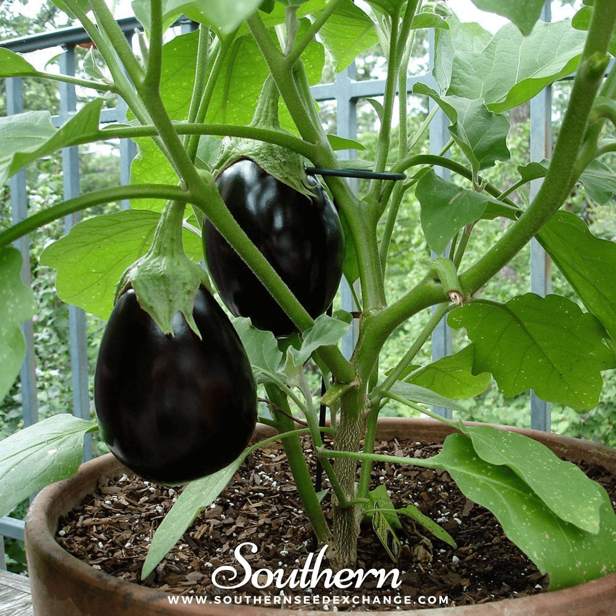 Black Beauty Eggplant – 50 Seeds