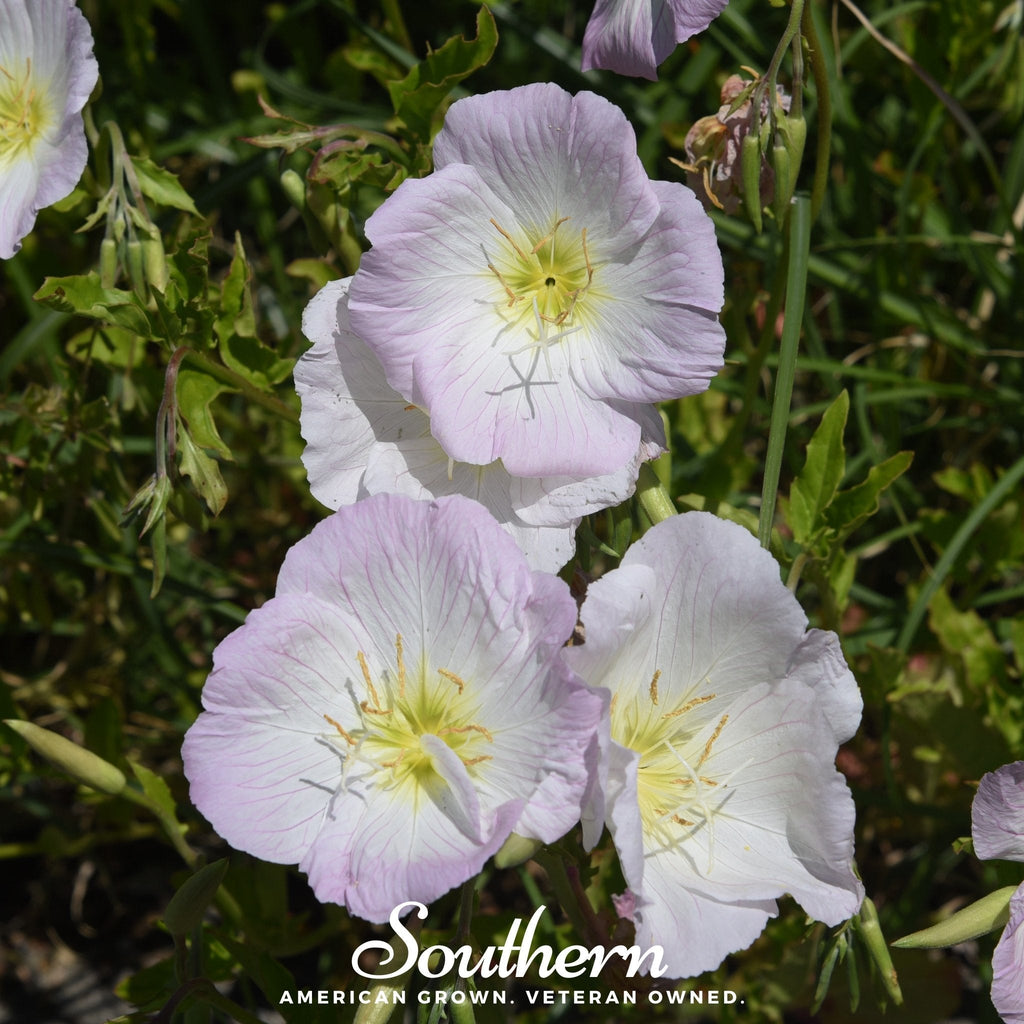 Showy Evening Primrose (Pink Ladies) – 100 Seeds