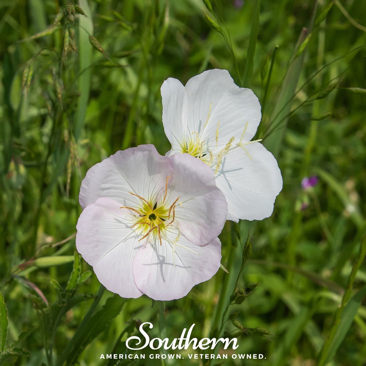 Showy Evening Primrose (Pink Ladies) – 100 Seeds
