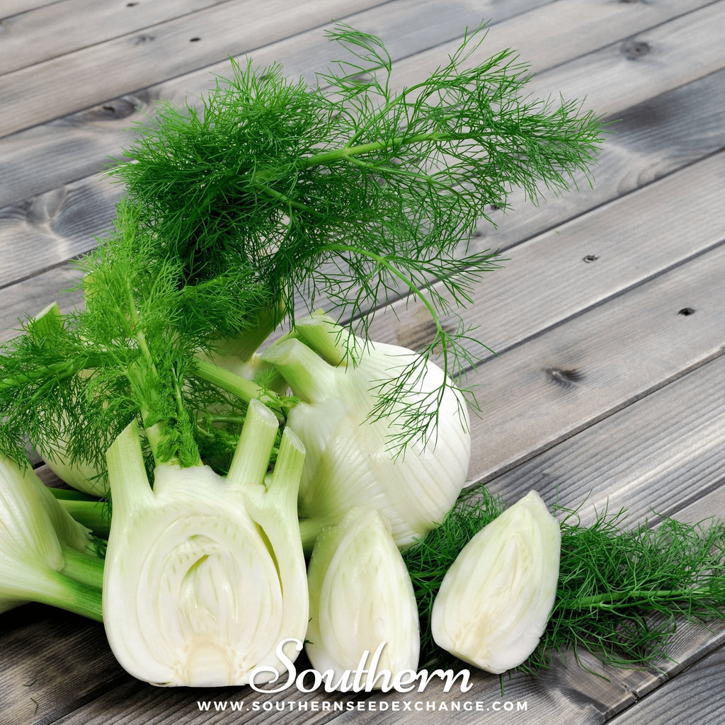 Florence Fennel – 200 Seeds