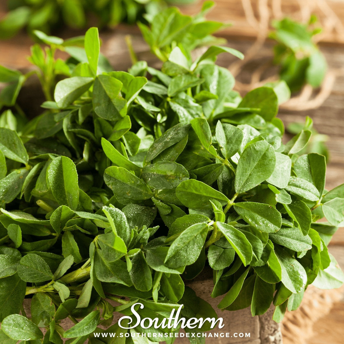 Fenugreek – 50 Seeds
