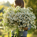 Feverfew – 100 Seeds