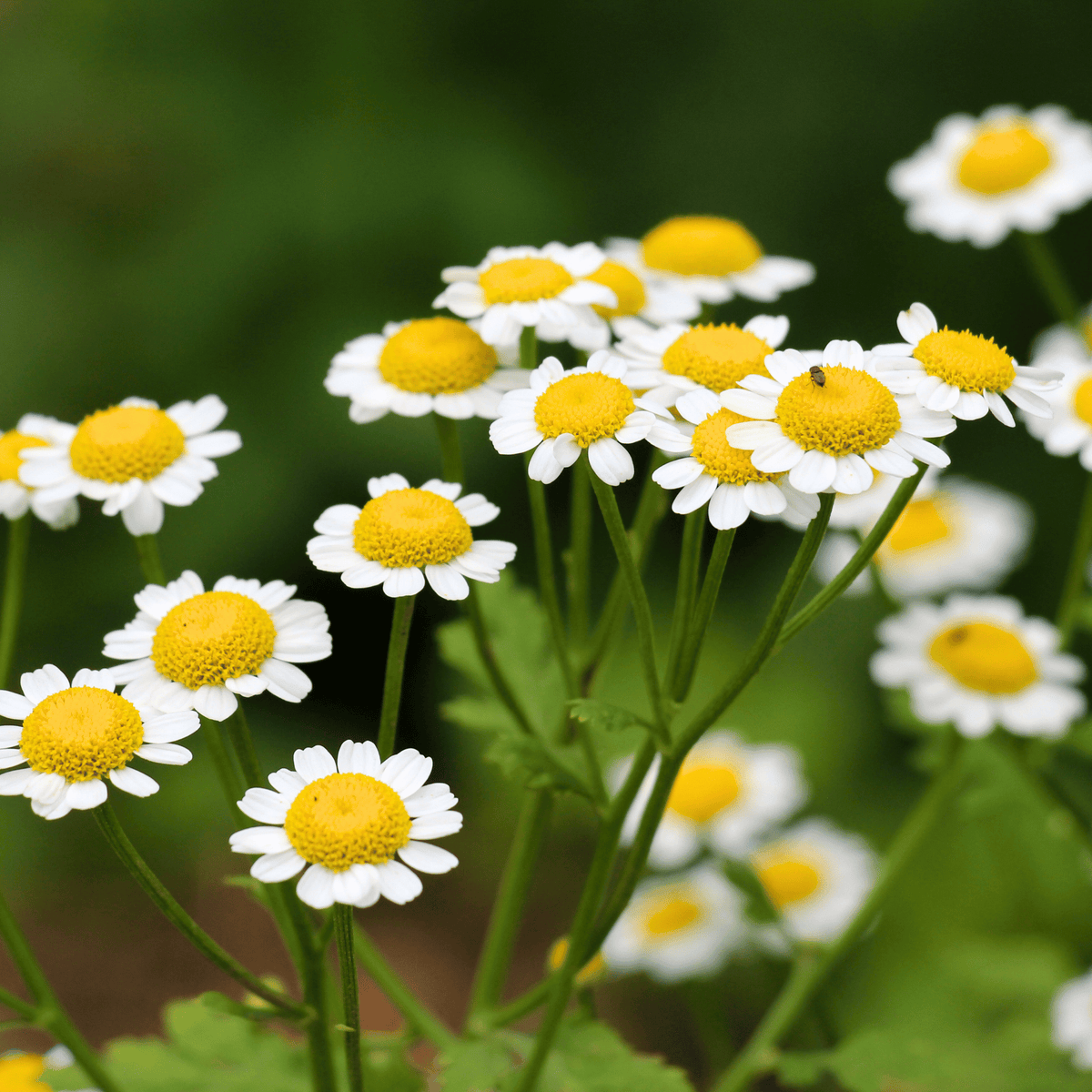 Feverfew – 100 Seeds