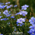 Blue Flax – 100 Seeds