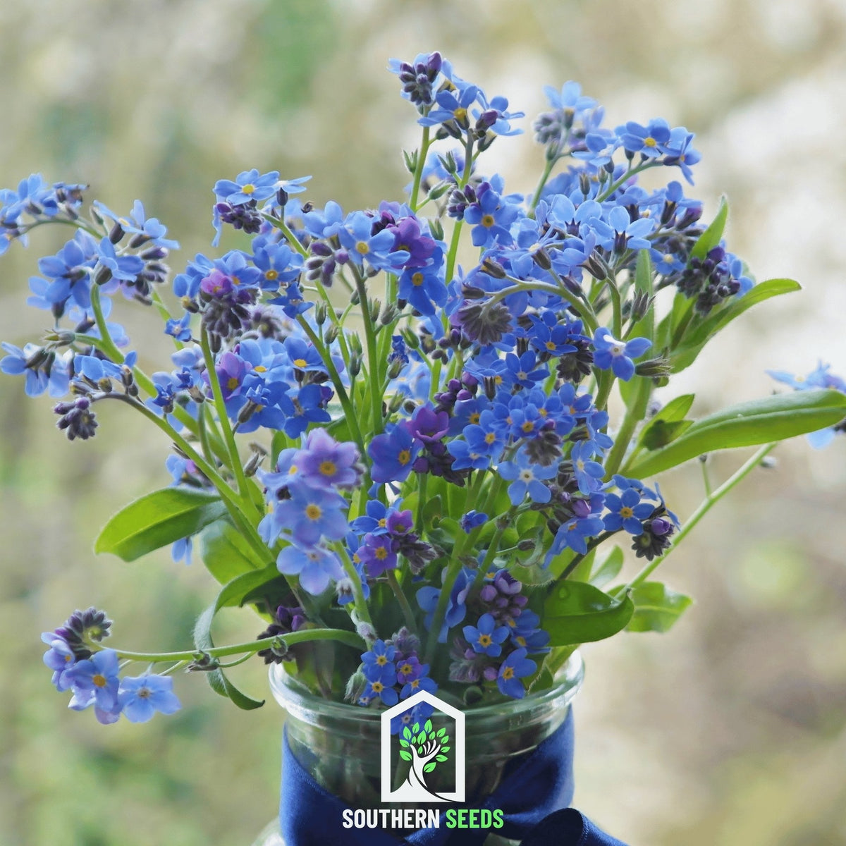 Forget Me Not – 100 Seeds