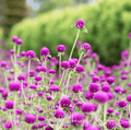 Purple Globosa Gomphrena – 50 Seeds