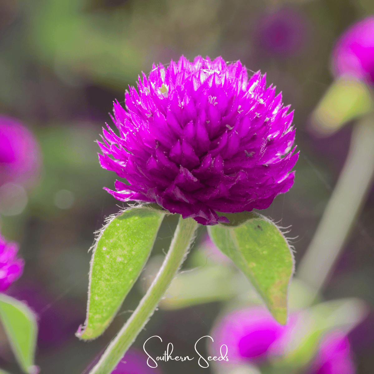 Purple Globosa Gomphrena – 50 Seeds