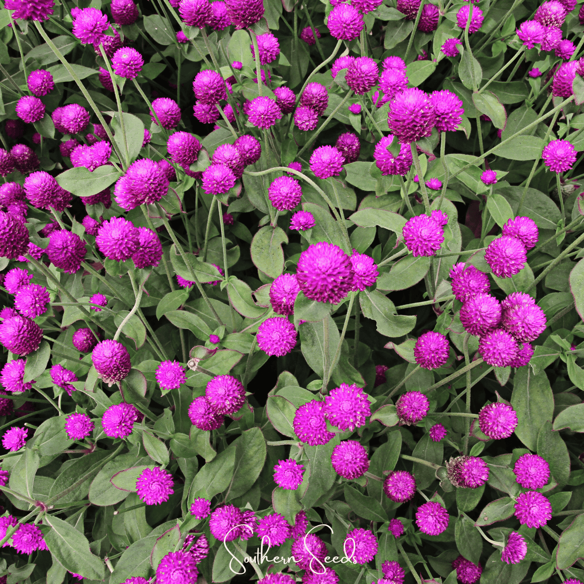 Purple Globosa Gomphrena – 50 Seeds