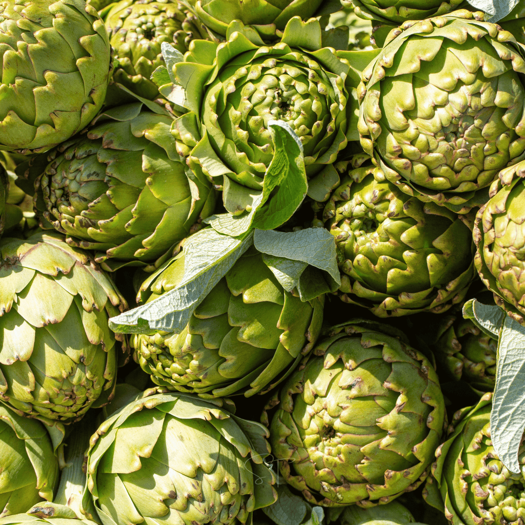Green Globe Artichoke – 25 Seeds