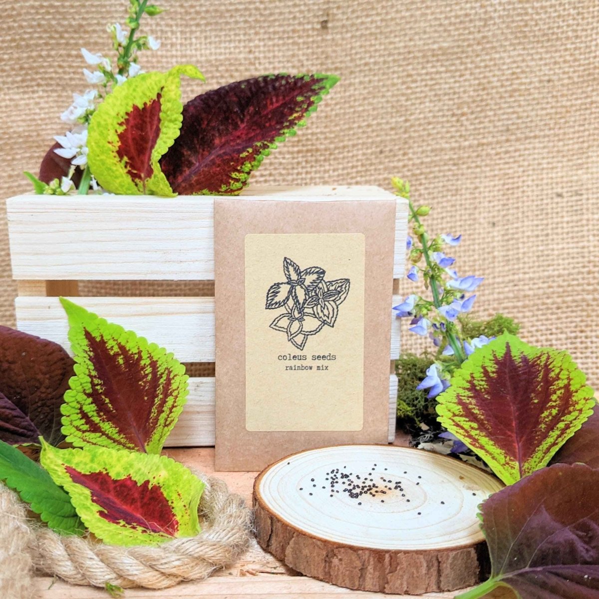 Grow a Coleus Seed Kit