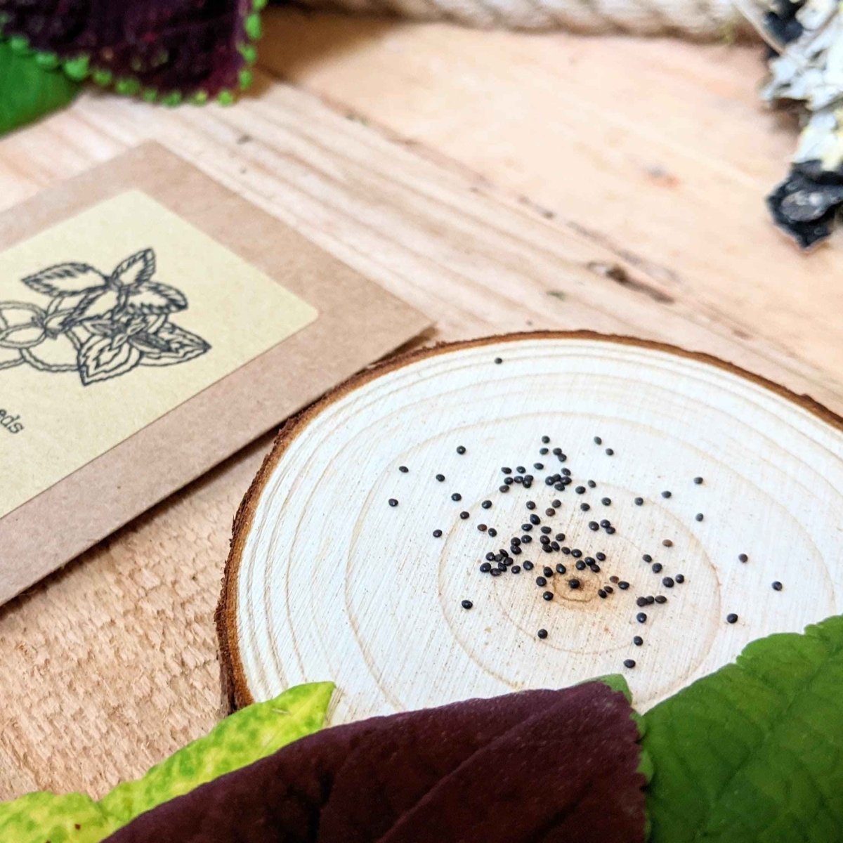 Grow a Coleus Seed Kit