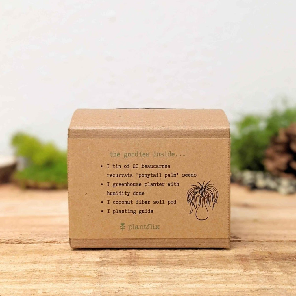 Grow a Ponytail Palm Seed Kit